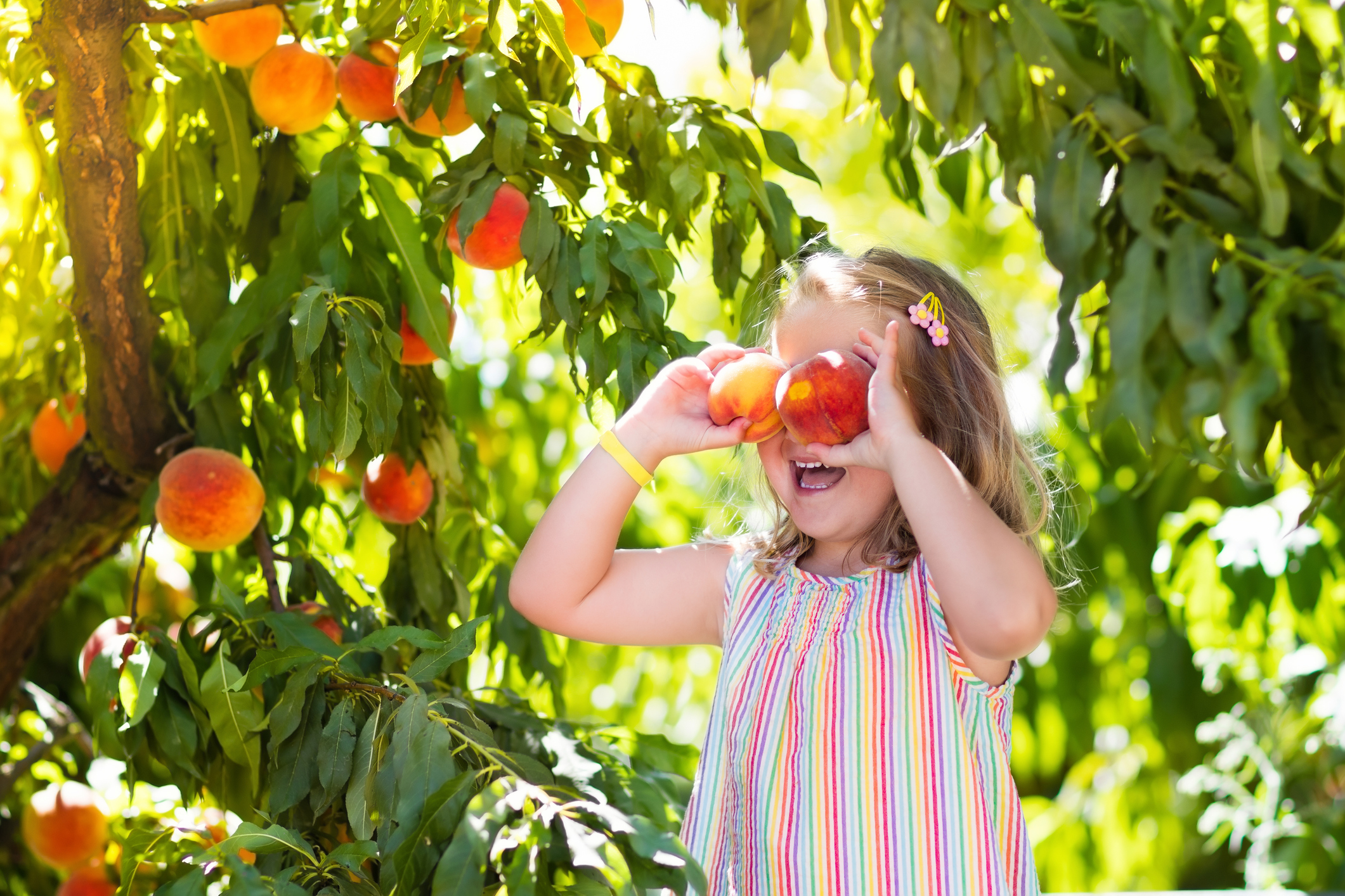Criança brinca com a fruta da estação pêssego