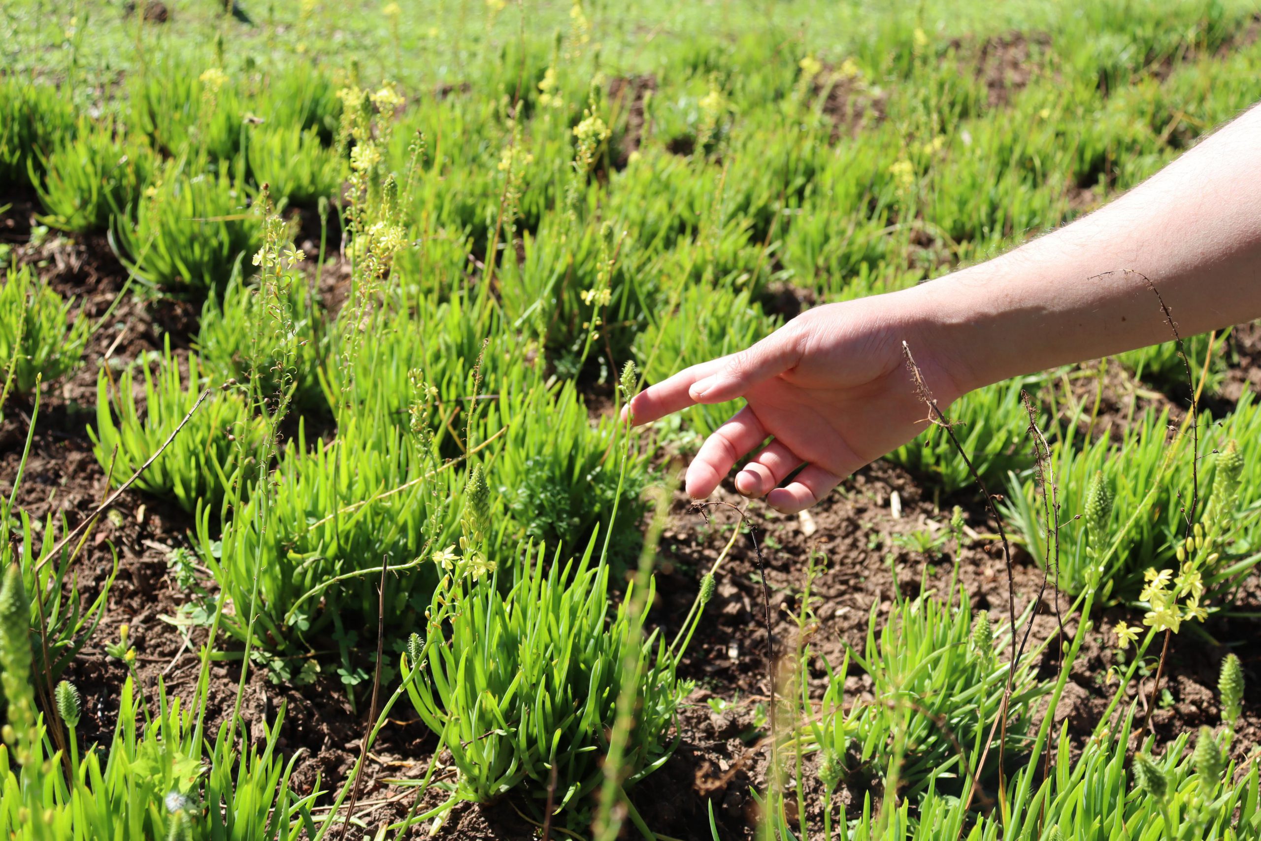 Flores e temperos da primavera: o que plantar e como cuidar